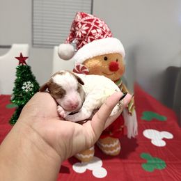 Noah - Parti female Poodle puppy in Miami, Florida from Poodles 4 Life