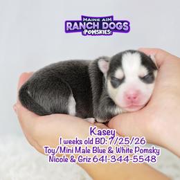 Kasey - Blue male Pomsky puppy in Humeston, Iowa from M.A.R. Dogs