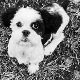 Fifi - Shih Tzu