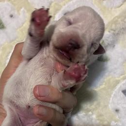 MaryEllen - White female Miniature Schnauzer puppy in Hedgesville, West Virginia from Clay Hill Kennels