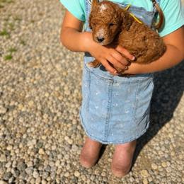 Aussiedoodle, Bernedoodle, Cavapoo, Goldendoodle, and Newfypoo Puppies from Haaspawz