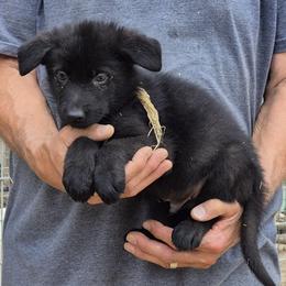 Boy 2 Gold - Black male German Shepherd puppy in Lake George, Colorado from High Country German Shepherds