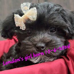 Maltese, Maltipoo, and Morkie Puppies from The Aristocratic Puppy Patch