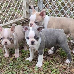 Boston Terrier Puppies from Celtic Kennel Bostons
