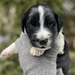 Dogwood - Parti male Goldendoodle puppy in Lancaster, Pennsylvania from Doodles in the Skye