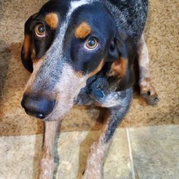 Bluetick Coonhounds from Debbie Fietzer's Bluetick Coonhounds