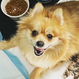 Pomeranians from Regal Poms