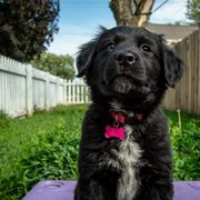 Border Collie, Golden Retriever, and Sporty Mix Puppies from Turbo Border Collies & Coltrievers