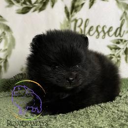 HOLD AKC CRACKLE - Black male Pomeranian puppy in Watkins Glen, New York from Wicked Spirits Pomeranians