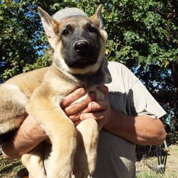 German Shepherds from Von Prinz German Shepherds