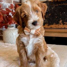 August - Apricot male Goldendoodle puppy in Arizona from Daisy Mountain Doodles