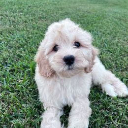Thorne with training - Golden male Cockapoo puppy in Boonville, North Carolina from Doods & Dolls