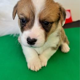 Chyna - Sable and white female American Corgi puppy in Casper, Wyoming from Flying Note Shorties