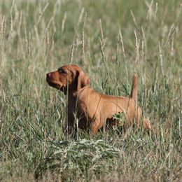 TBD - Golden rust male Vizsla puppy in Albany, Texas from Big Country Kennels