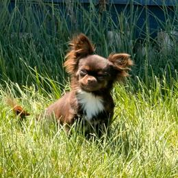 Bunnie - Chihuahua