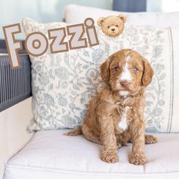 Fozzi - Caramel red male Australian Labradoodle puppy in Ardmore, Oklahoma from Mop Top Doodle Co.