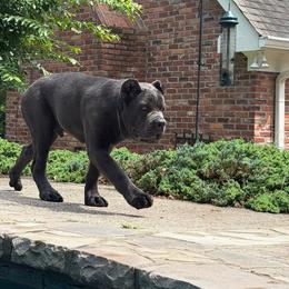 Cane Corso Puppies from Venom Cane Corsos