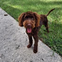 Blue collar boy - Blue male Poodle puppy in Valdosta, Georgia from Posh Poodles