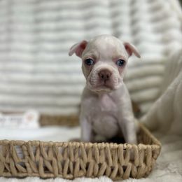 Joab - Seal and white male Boston Terrier puppy in Peru, Indiana from Angie's Little Bostons And Frenchies