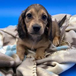Shaded cream male - Cream male Dachshund puppy in Spanaway, Washington from 11 Oaks Kennels