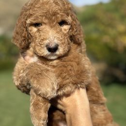 Havanah- red collar - Red  female Goldendoodle puppy in Yuciapa, California from AlltheDoodlez_