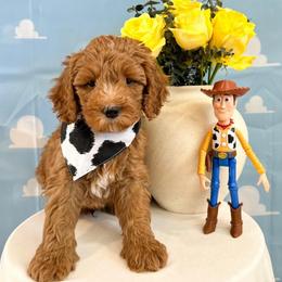 Woody - Red male Australian Labradoodle puppy in Palmdale, California from Pixie Doodle Paws