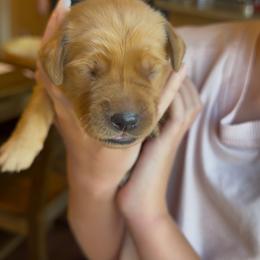 Green - Dark golden female Golden Retriever puppy in Smithfield, Utah from Golden Palms Puppies