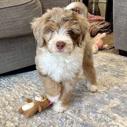 Roo - male Australian Mountain Doodle puppy in Culpeper, Virginia from Hazel River Doodles