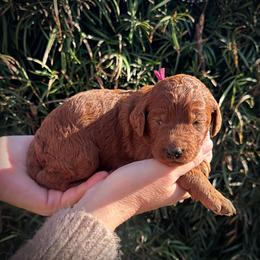 Pink Collar Girl - Red  female Poodle puppy in Modesto, California from Dry Creek Poodles
