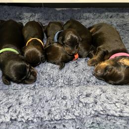 Dachshund puppies from Rare Treat Dachshunds