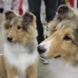 Shetland Sheepdog Puppies from Cielito Lindo Shelties