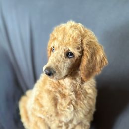 Cana - Cafe au lait male Poodle puppy in Gallatin, Tennessee from BRosie 9  Standard Poodles