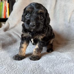 Cinnamon (brown collar) - Phantom male Goldendoodle puppy in Lowville, New York from Adirondack Goldendoodles