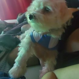 Alex - Maltese