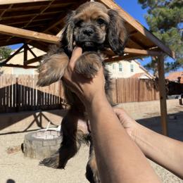 Cocker Spaniel Puppies from SassyCockerG