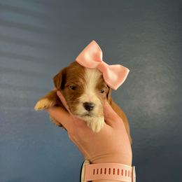 Light Pink - Red  female Goldendoodle puppy in Casper, Wyoming from 307 Doodles