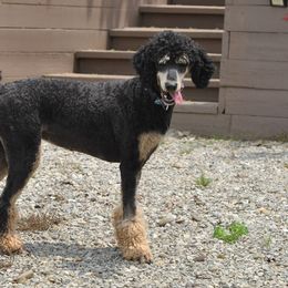 Poodle All Grown Up from Celtic Heart Poodles