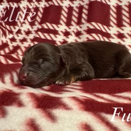 Fudge - Red tri male Miniature Australian Shepherd puppy in Corpus Christi, Texas from Elite Miniature Australian Shepherds
