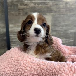 Lorelai - Apricot female Cavapoo puppy in Camden, Michigan from FurEver Friends Finder