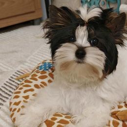 Biewer Terriers and Yorkshire Terriers from Frosty Paw Biewers and Yorkshires