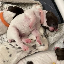 Dolly - Pink Collar - White and liver female German Shorthaired Pointer puppy in Conroe, Texas from Tipsy Rabbit GSP TopDog Kennel