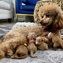 Poodles from Red Pups & Paw