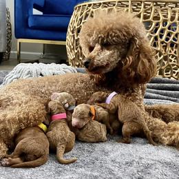 Poodles from Red Pups & Paw