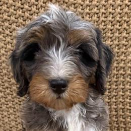 Sol Boy 3 - Blue merle male Bernedoodle puppy in Churchill County Fallon, Nevada from Card Family Ranch
