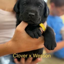 Boy 2 - Black male Labrador Retriever puppy in Wilson’s, Virginia from Cedar Hill Farm Labradors
