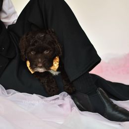 Australian Labradoodle Puppies from Trinity Doodles