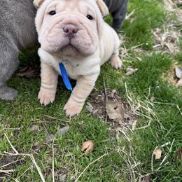Frosty - Cream male Chinese Shar-Pei puppy in North Carolina from Amy Mahaffey's Chinese Shar-Pei