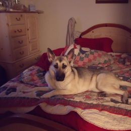 German Shepherd Puppies from Sharashe Shepherds