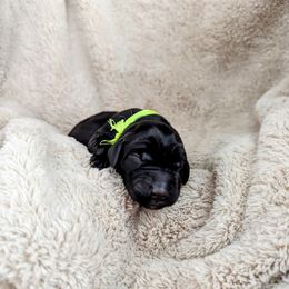 Dilute Retriever and Labrador Retriever Puppies from LC Hunting Labs, LLC.