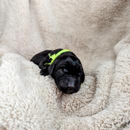 Dilute Retriever and Labrador Retriever Puppies from LC Hunting Labs, LLC.